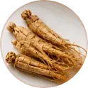 Panax ginseng root